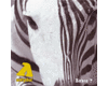 t�l�chargement catholique :Z�bre ?