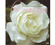 t�l�chargement catholique :Musiques et chants pour les mariages