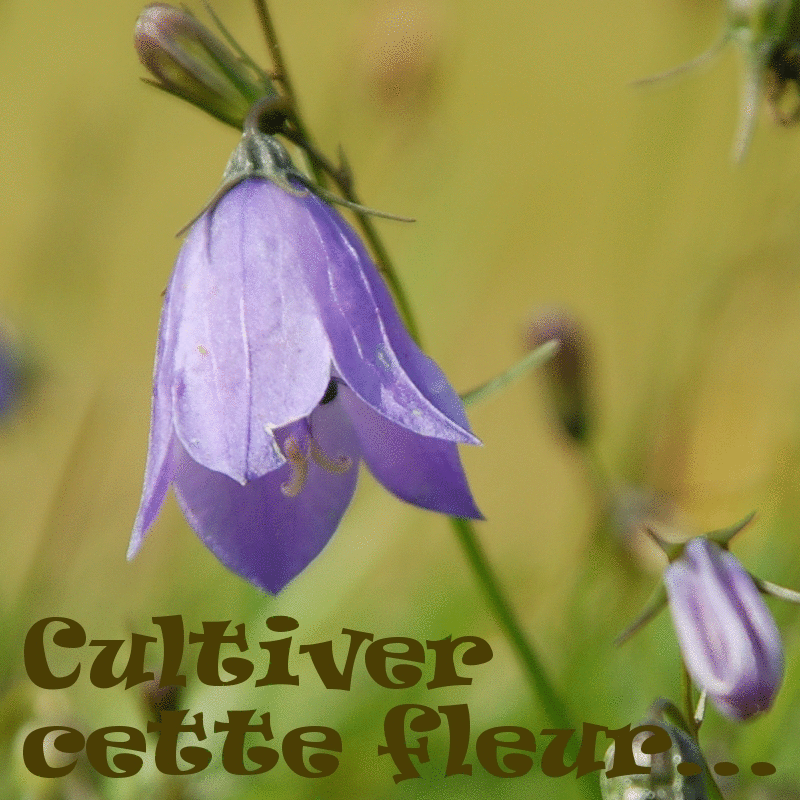 Cultiver cette fleur - Cliquez sur l'Image pour la Fermer