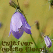 Cultiver cette fleur